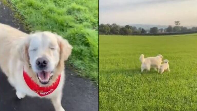 Perrito ciego consigue su propio perro guía: un adorable cachorro de 16 semanas
