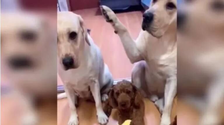 Perrito delata a otro con su pata trasera y se vuelve tendencia