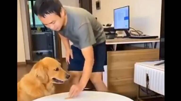 Perrito engaña a su dueño haciéndole creer que no se comió una golosina sin su permiso