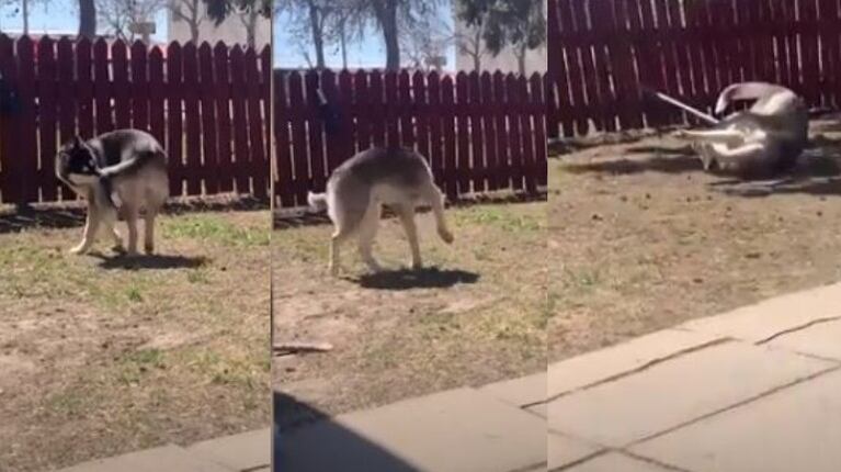  Perrito juega a perseguir su propia cola y termina en el suelo