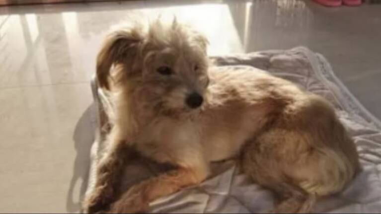 Perrito perdido camina 50 kilómetros en 26 días y regresa al hogar