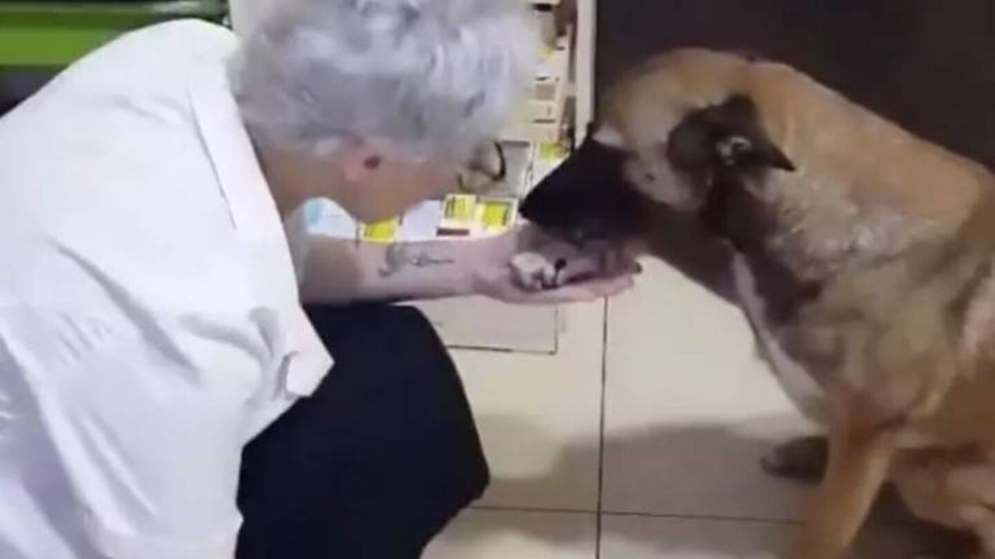 Perrito pide ayuda en veterinaria y conmueve en redes