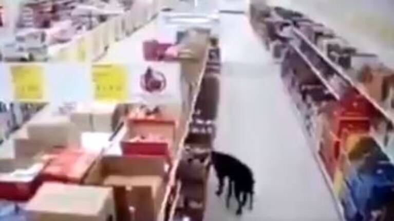 Perrito “roba” comida en súper pero se desinfecta las patas antes de huir