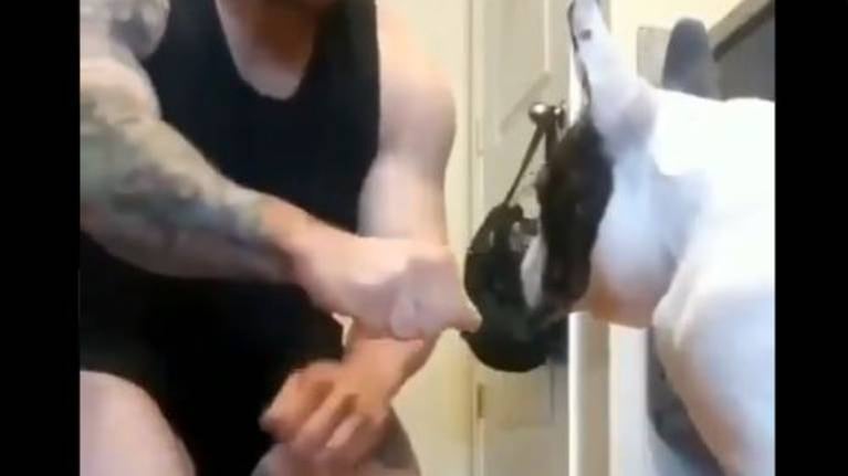 Perrito se sorprende ante truco de magia y enamora