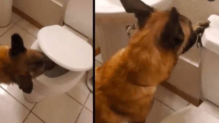 Perrito sorprende con su habilidad para usar el inodoro