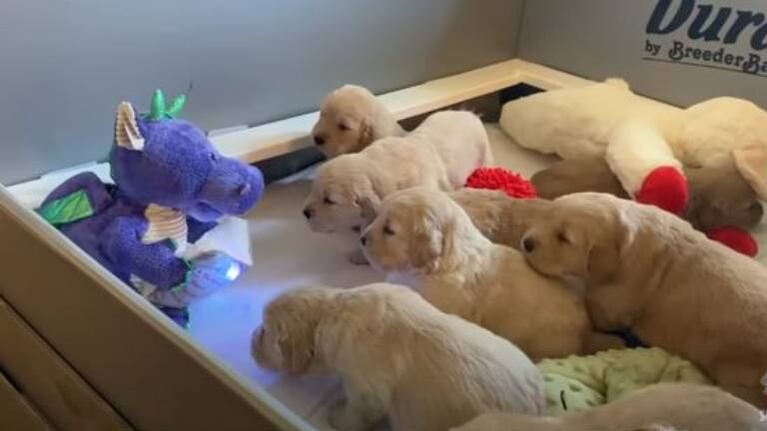 Perritos escuchan a peluche dragón que les lee un cuento