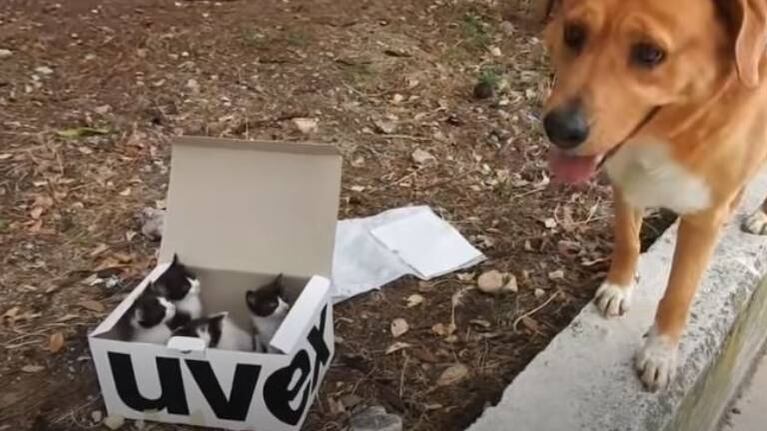 Perro adopta y cuida a gatitos abandonados como si fueran sus hijos