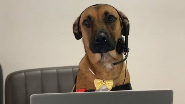Perro adoptado por agencia de autos se vuelve famoso y ayuda con las ventas