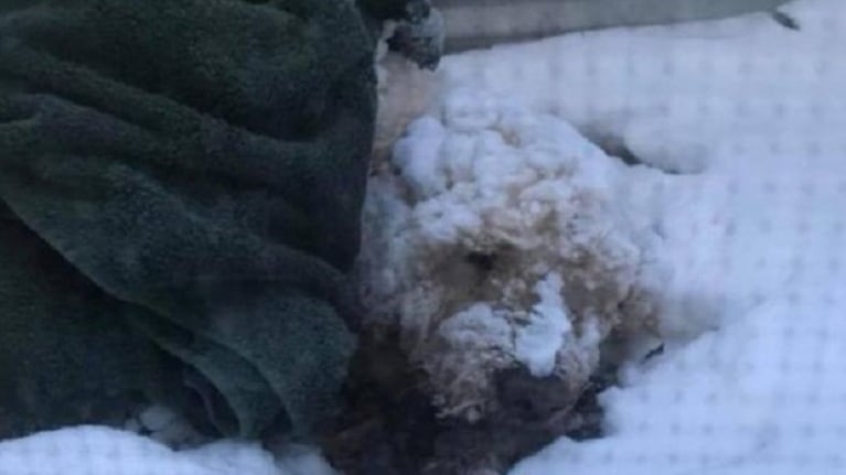 Perro ciego sobrevivió cinco días bajo la nieve