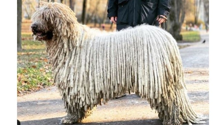 Perro con aspecto de “lampazo” se vuelve viral 