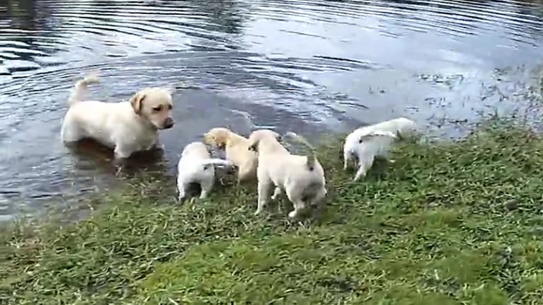 Perro enseña a sus cachorros a nadar en un lago