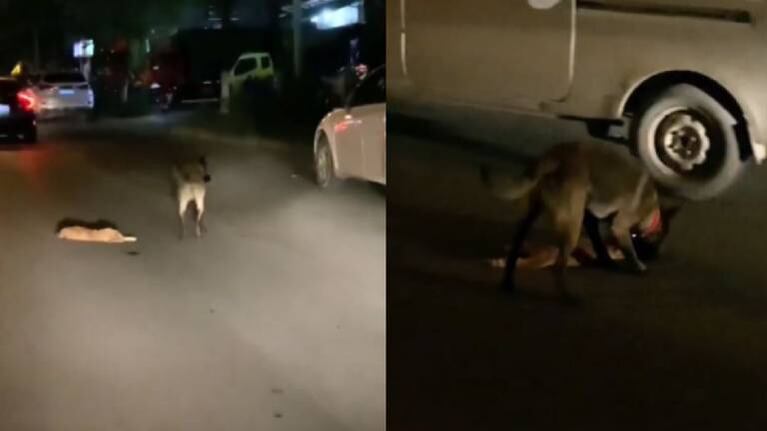 Perro intenta “reanimar” y rescatar a gatito atropellado
