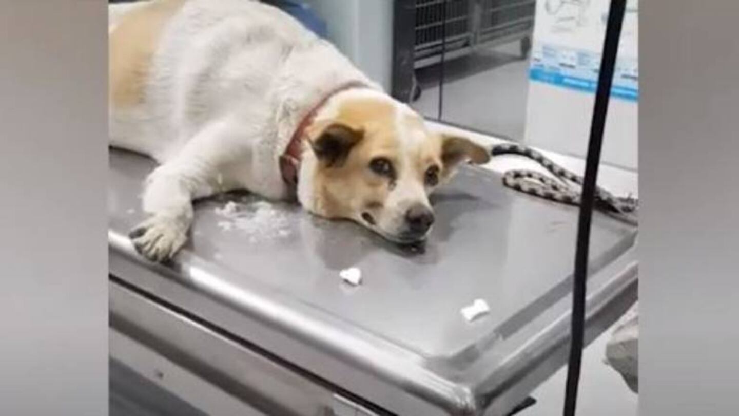 Perro le regala “sonrisa” a su veterinario mientras lo atiende