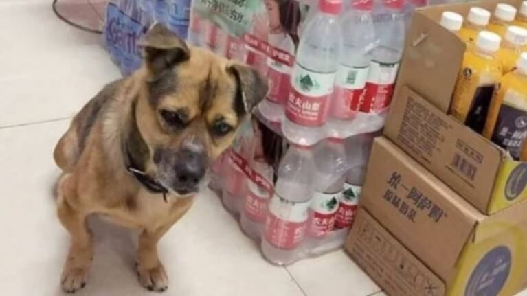 Perro lleva 3 meses esperando en un hospital a su dueño fallecido de coronavirus