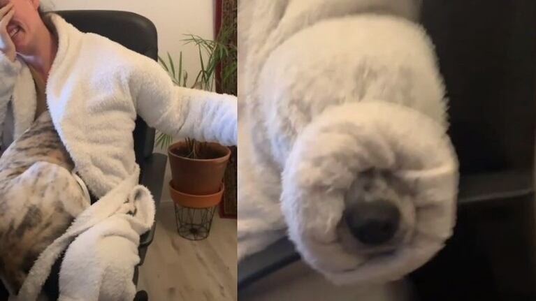 Perro mete su cabeza en la manga de la bata de su dueña para resguardarse del frío dando lugar a una cómica escena