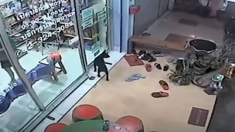 Perro perdido llega a su veterinaria y lo ayudan a volver con sus dueños