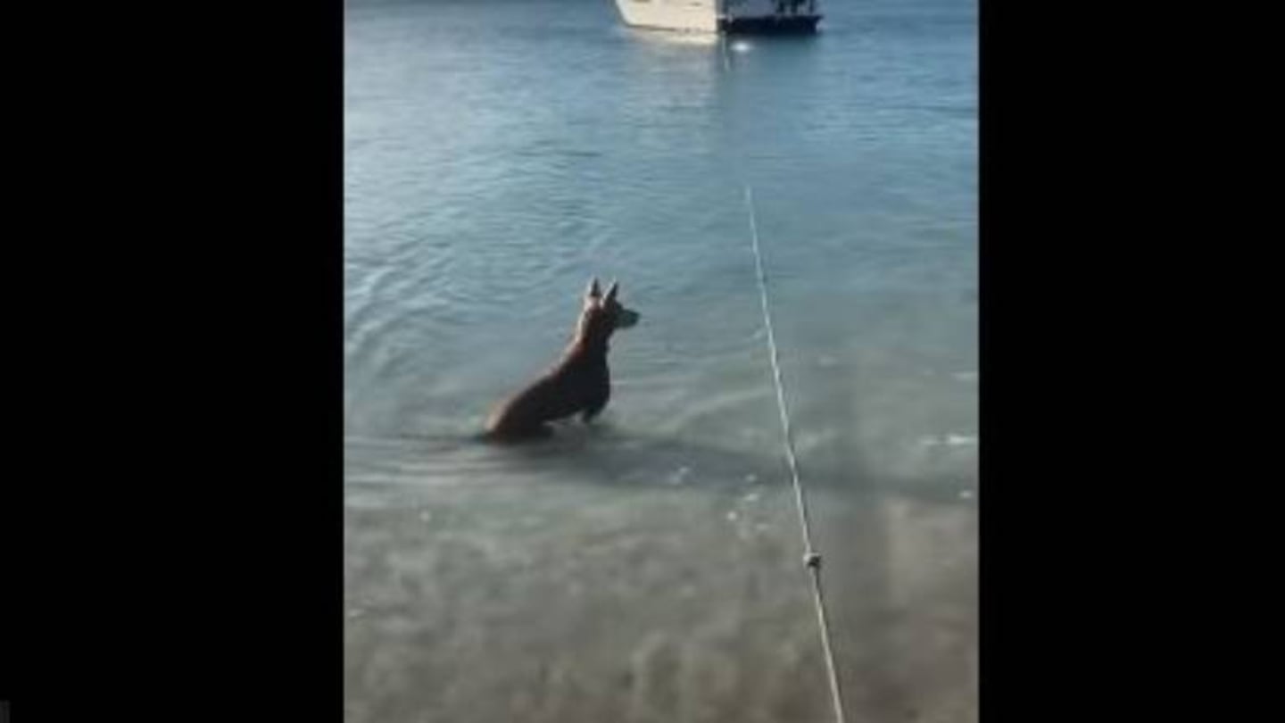 Perro se mete al agua para “defender” a su dueño de un tiburón