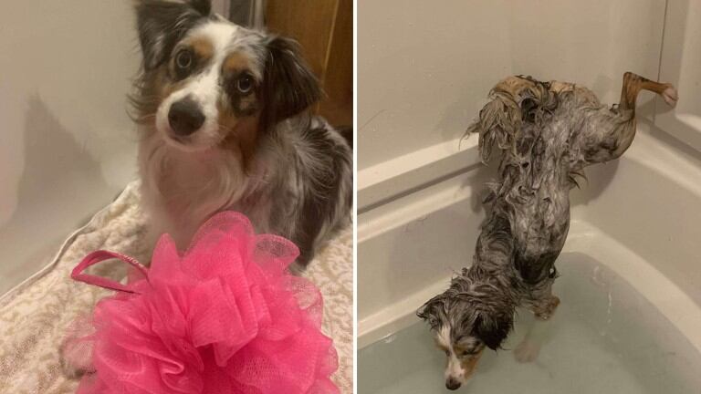 Perro se niega a mojarse la cola durante la hora del baño