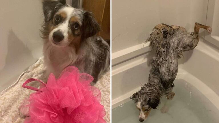 Perro se niega a mojarse la cola durante la hora del baño