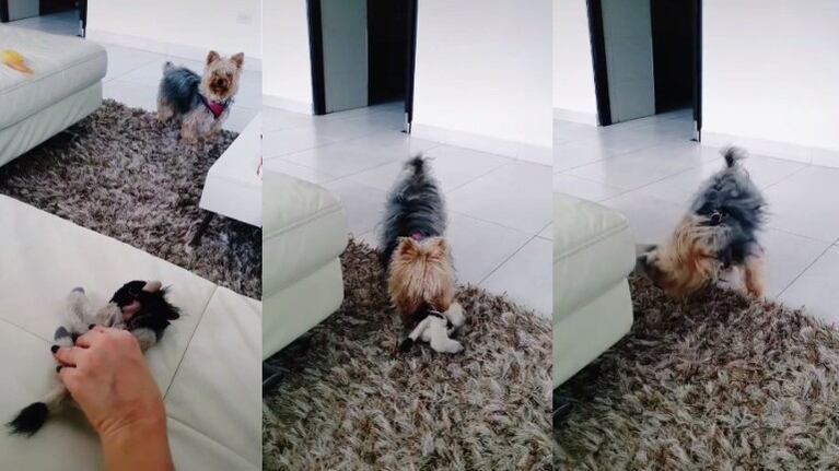 Perro ve a su dueña acariciar un peluche y se vuelve loco