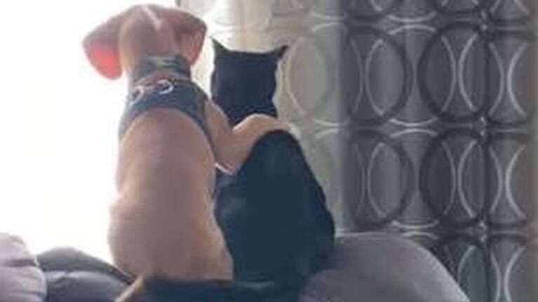 Perro y gato viven “romántico” momento y se vuelven tendencia