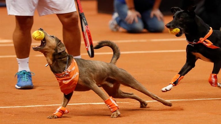Perros sirvieron de recogepelotas en un partido de tenis para ser adoptados
