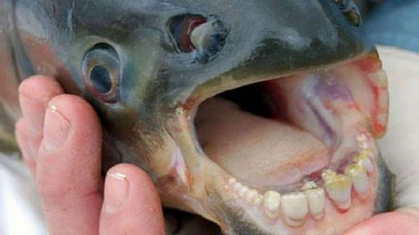 Pescador capturó un pez con dientes humanos en Arizona