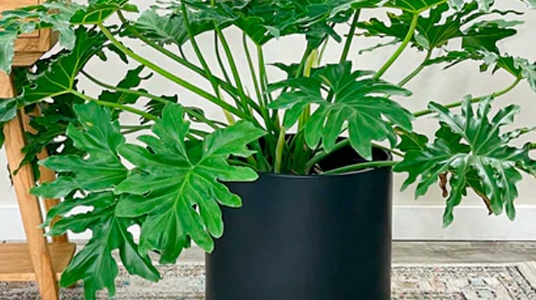 Philodendron selloum (Foto: Google)