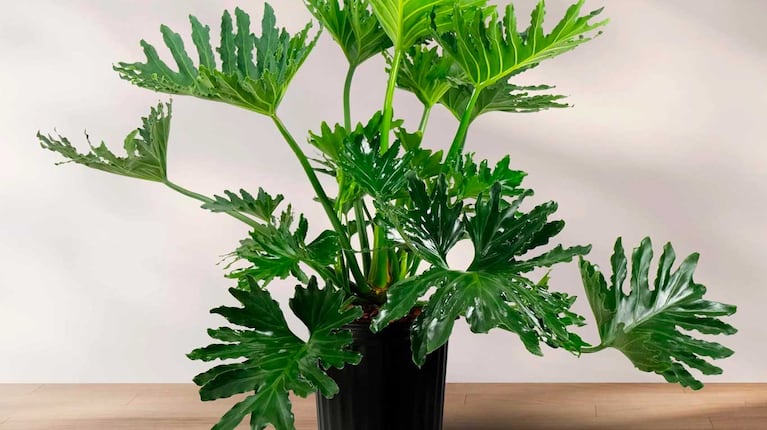 Philodendron selloum (Foto: Google)
