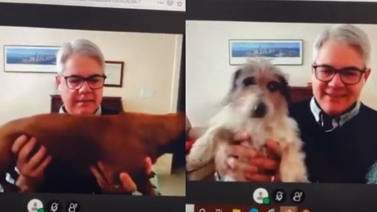 Piden a un profesor que enseñe a sus perros durante una clase online y el vídeo se hace viral