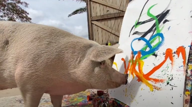 Pigcasso, el cerdo que pinta cuadros, hace un retrato abstracto del Príncipe Harry