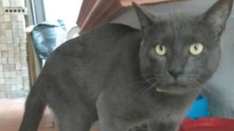 Pixi, el gato que tenía doble vida y fue descubierto