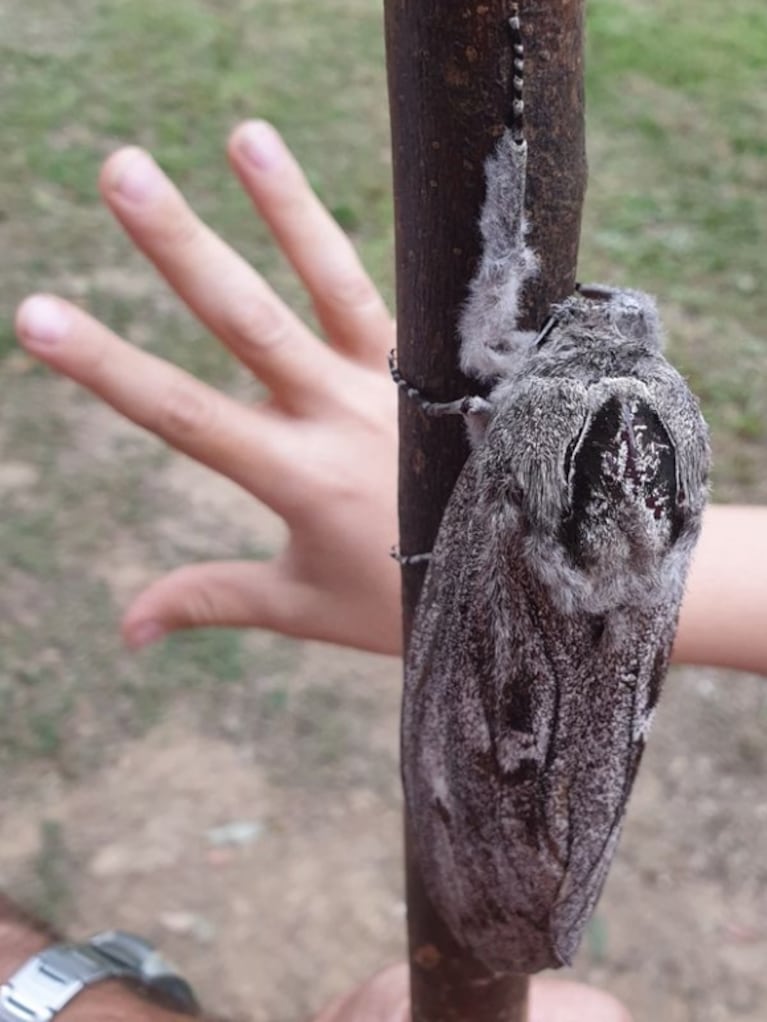 Polilla gigante siembra terror en Australia: tiene el tamaño de una mano