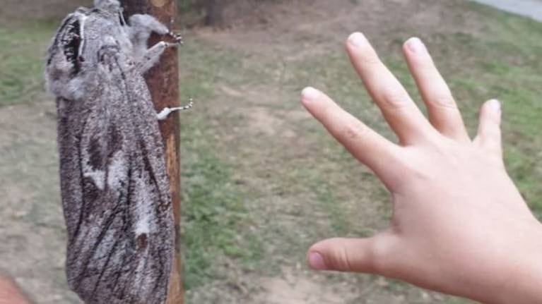 Polilla gigante siembra terror en Australia: tiene el tamaño de una mano