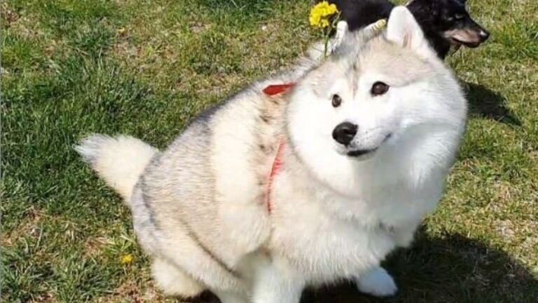 Pone flores en el collar de su perro para que intente sacárselas y de esta forma haga ejercicio