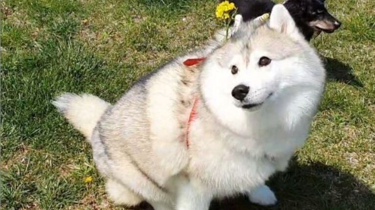 Pone flores en el collar de su perro para que intente sacárselas y de esta forma haga ejercicio