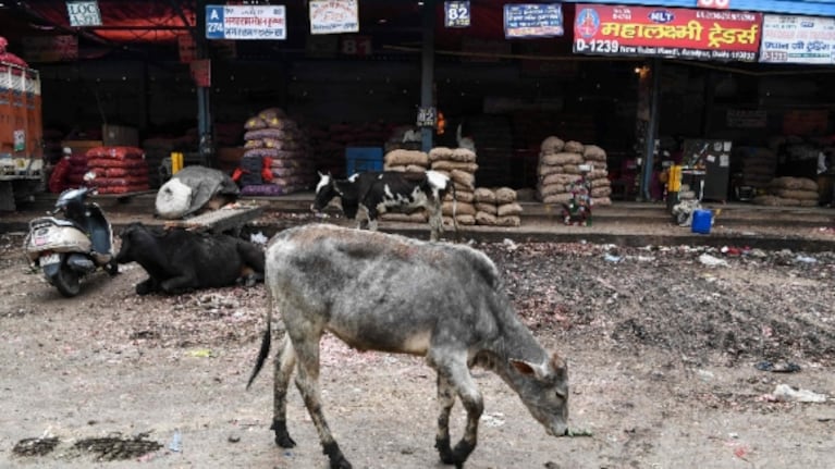 Por el aislamiento en la India, los animales son los dueños de las calles