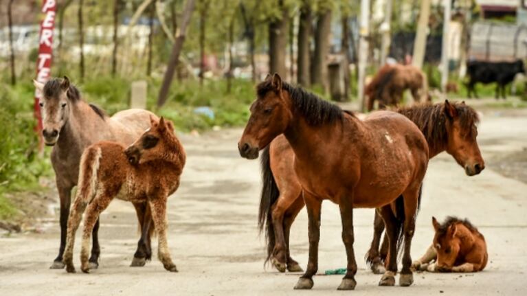 Por el aislamiento en la India, los animales son los dueños de las calles