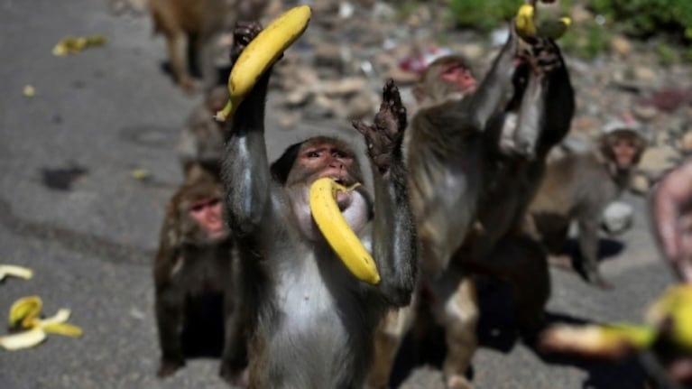 Por el aislamiento en la India, los animales son los dueños de las calles