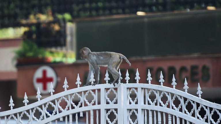 Por el aislamiento en la India, los animales son los dueños de las calles. Foto: AFP.