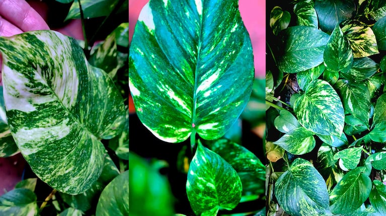 Potus gigante: el truco infalible para que las hojas de tu planta crezcan sin parar (Foto de Ciudad Magazine)