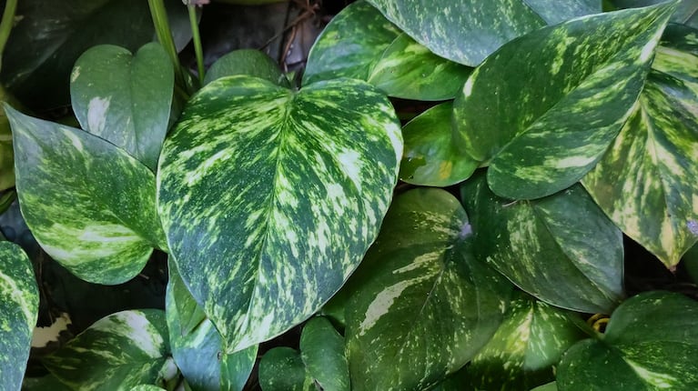 Potus gigante: el truco infalible para que las hojas de tu planta crezcan sin parar (Foto de Ciudad Magazine)