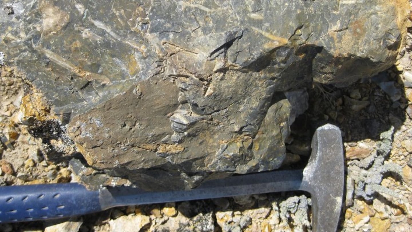 Presentan al "Tika giacchinoi", un reptil que vivió hace 95 millones de años. Foto: EFE.
