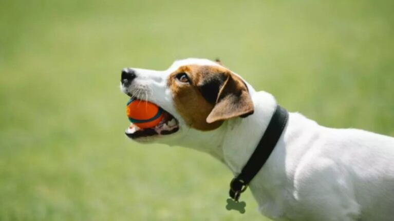 Presentan DogPhone, una tecnología que permite que los perros inicien una videollamada con sus dueños