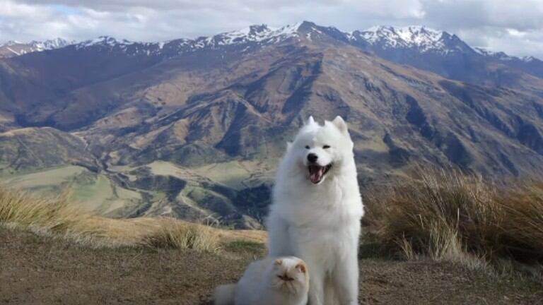  ¿Pueden un gato gruñon y un perro simpático ser mejores amigos?