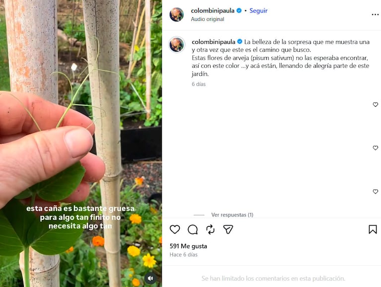 Qué belleza: la sorpresa de Paula Colombini al ir a su huerta y ver una exótica flor de arveja