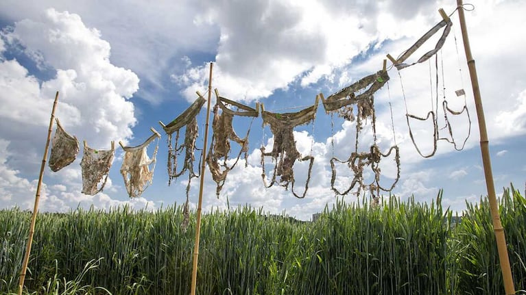 Qué buscó probar la ciencia al haber enterrado 2.000 calzoncillos en jardines. Foto: Agroscope