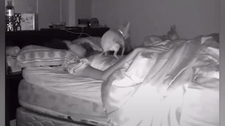 ¿Qué? este perro hace sus necesidades encima de su dueña mientras ella duerme
