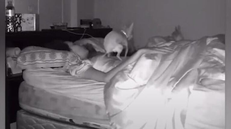 ¿Qué? este perro hace sus necesidades encima de su dueña mientras ella duerme