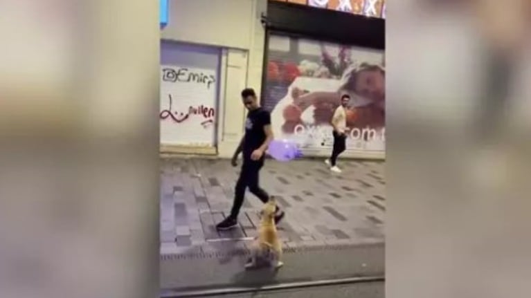 ¡Que no caiga! Este incansable perro juega en medio de la calle